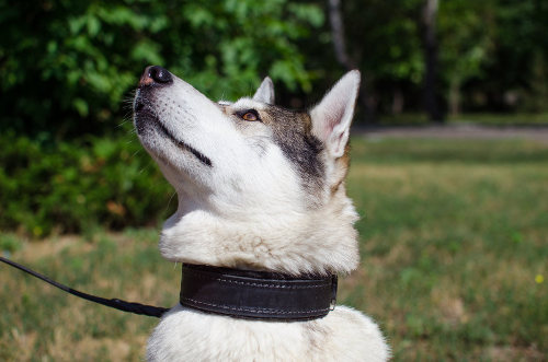 大型犬　首輪 革